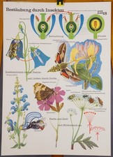 Poster Mural Vintage Wall Chart Pollination Dusting by Insects
