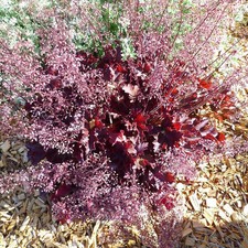 Heuchera micrantha 'Melting