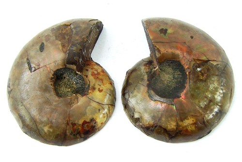 109 ammonite naturelle - ct,