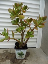 CRASSULA OVATA,ou ARBRE DE