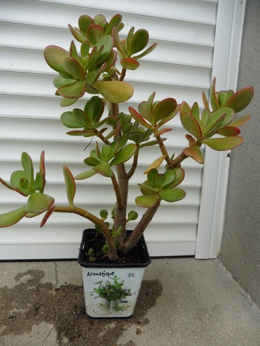 Crassula ovata arbre de - crassula, ovata,ou