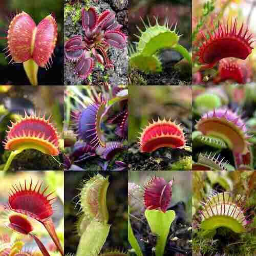 Dionaea muscipula cultivar mix - cultivar,