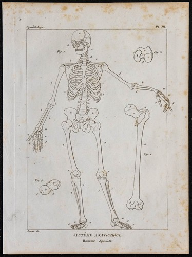 1825 squelette humain - squelette,