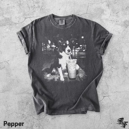 Border collie iced - border,