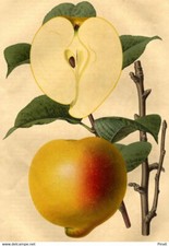 Revue Horticole Décoration