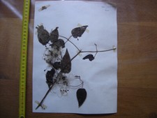 Annees 50 PLANCHE d'HERBIER du Gard Herbarium Planche Naturelle 46