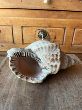 Coquillage Triton Charonia