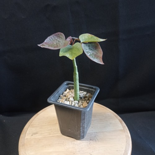 Adenia stylosa caudex - stylosa,