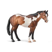 Appaloosa Ogier maści Bay