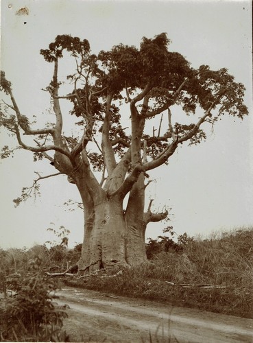 Afrique congo circa 1930 - afrique,