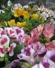 ♫ ALSTROEMERE LYS des INCAS'