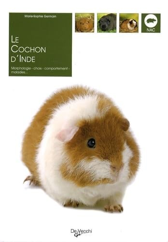 Cochon inde germain - le,