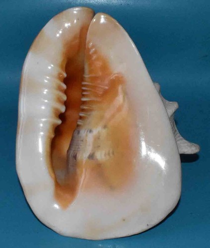 Coquillages cassidae - -,