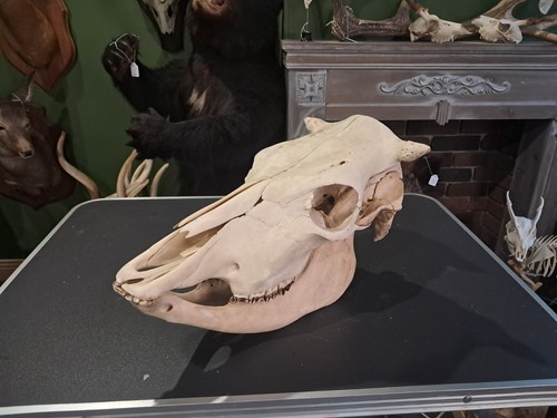 Crâne vache cow skull - /,