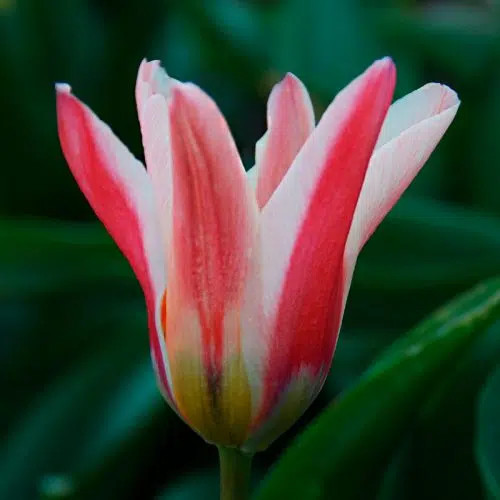 Tulipa fosteriana emperor - tulipa,