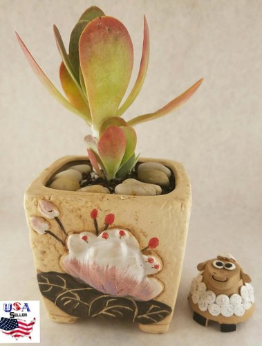 Succulent plant flower ceramic - flower,