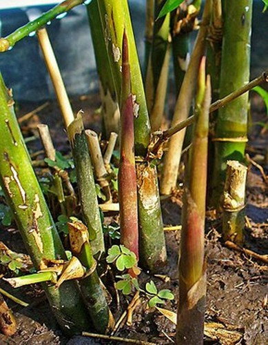 Graines bambusa arundinacea - 3,