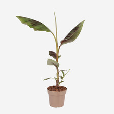 Plante à bananes rouges -  Musa sikkimensis Ever Red - Hauteur 55-70cm - ⌀21cm