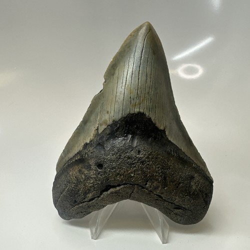 Megalodon shark tooth - shark, 4.41