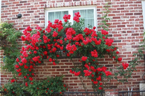 Graines rosier grimpant - de,