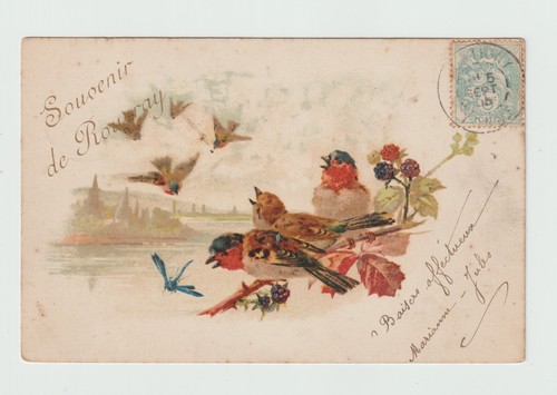 Chardonnerets oiseaux - chardonnerets.......,