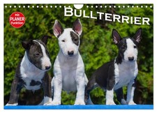 bull terrier (Calendrier mural