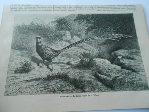 Gravure 1876 aviculture - 1876,