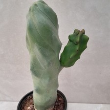 Lophocereus Pachycereus Schottii Spiralis + offset