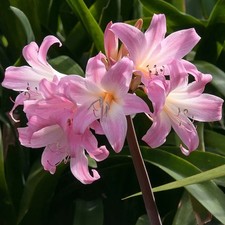 Pink Naked Lady Bulbs