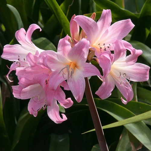 Pink naked lady bulbs - naked,