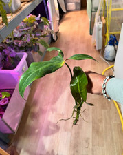 Bouture philodendron mexicanum n°3