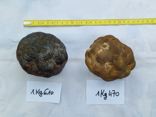 Lot marcassites de - 2,