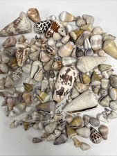 Hawaii Cone Shells ~ 1 + Pounds~ Beaches In Kona, Hi. (BIG ISLAND OF HAWAII~READ