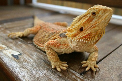 Bearded dragon lizard glossy - bearded,