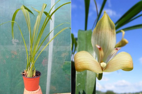 Trigonidium ergertonianum