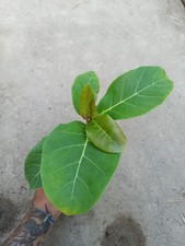 Ficus lutea - 1 Plant - Rare - Giant-leaved Fig