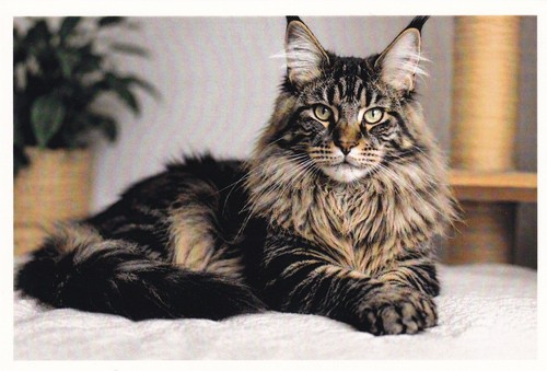 Carte postale chat maine - chat,