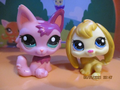 Petshop duo chat persan - petshop,