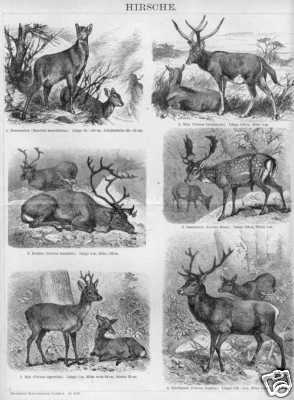 Cerf cerfs chevreuil renne - de,