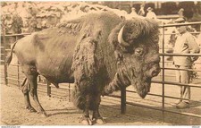 Animaux - Bison d'Afrique -