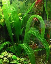 Aponogeton boivinianus TRES BEAU FEUILLAGE GAUFRE 15/25CM plante facile feuilles