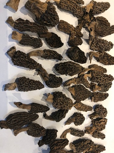 Morilles séchées 500 - morilles, gr