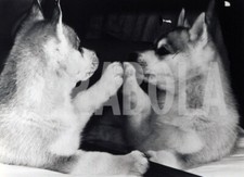 Photo de presse vintage