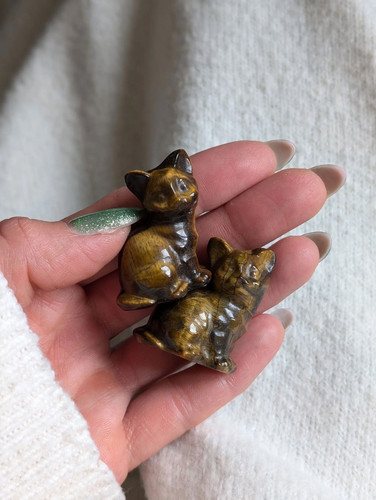Tiger eye cat - tiger,