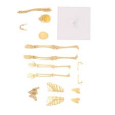  Mannequin Squelette Maquette