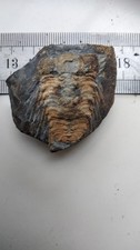 Trilobite ordovicien France