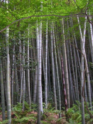 Graines phyllostachys edulis - graines,