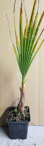 Washingtonia filifera - , /