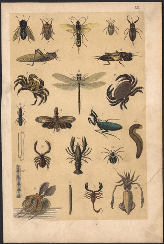 1880 lithographie insectes - lithographie,