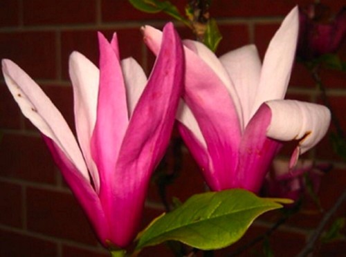 Graines magnolia de - magnolia,